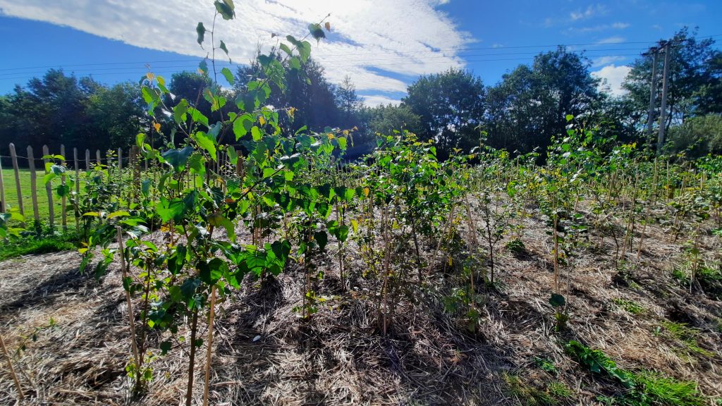 Data Collection day at Witney Tiny Forest Sep 2020