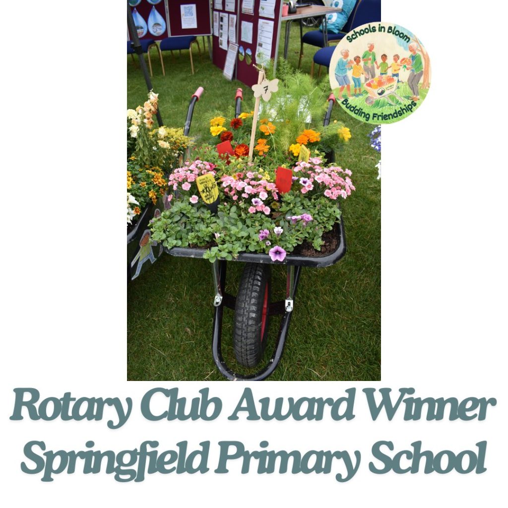 Rotary Club Award Winner - Springfield Primary School