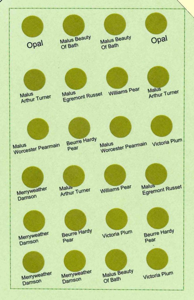 Location Plan of the Orchard Planting. The trees are planted in 6 rows of 4.